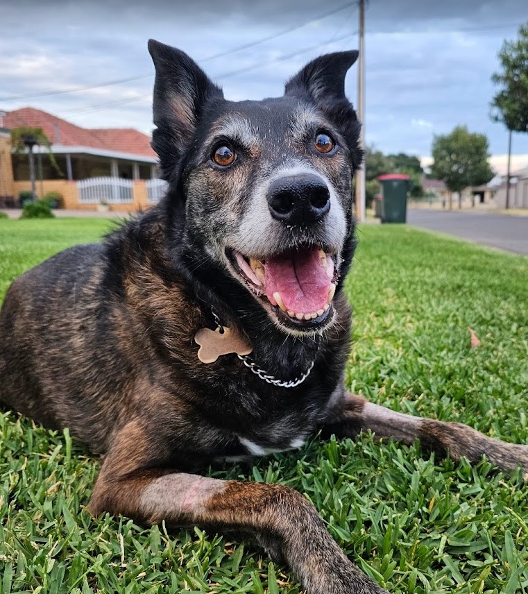 Beautiful Bailey Boy resting on the grass during his last walk